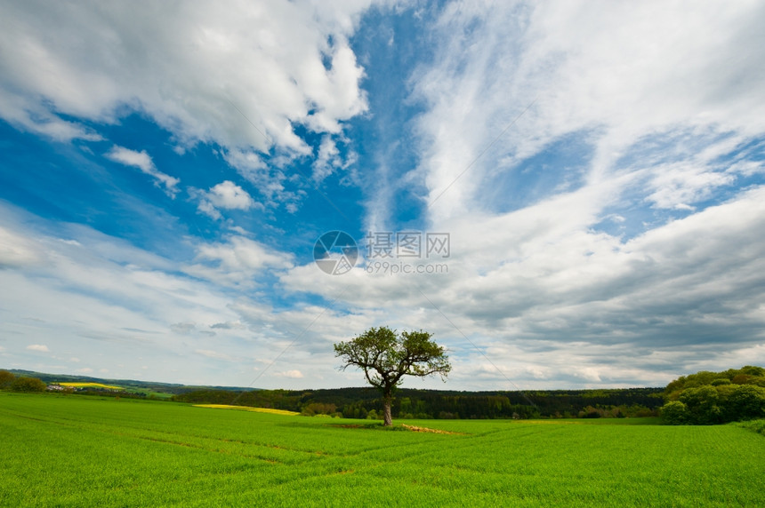 绿田环绕的一棵树图片
