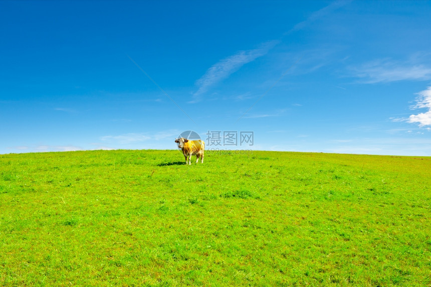 在德国巴伐利亚南部的牧草上图片