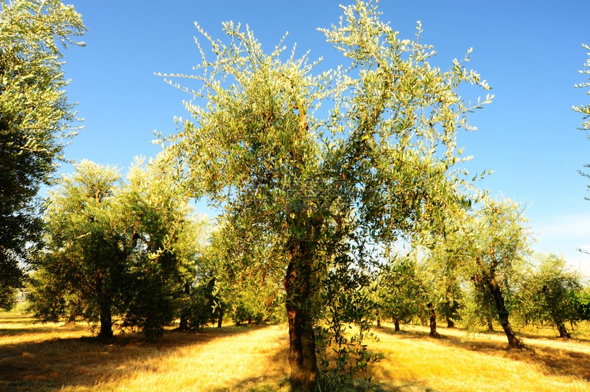 基安提州托斯卡纳山与橄榄种植园图片