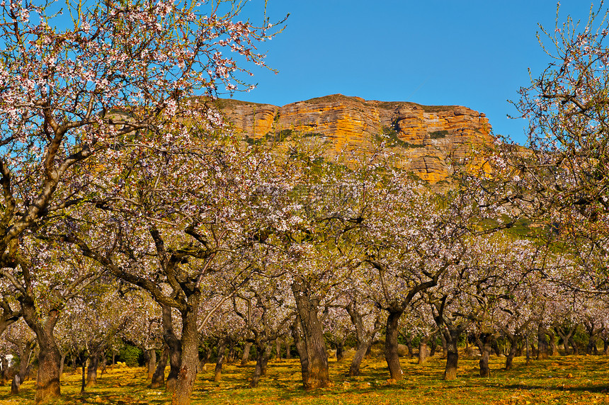 西班牙比利牛斯山脉岩石背景上花生杏园图片