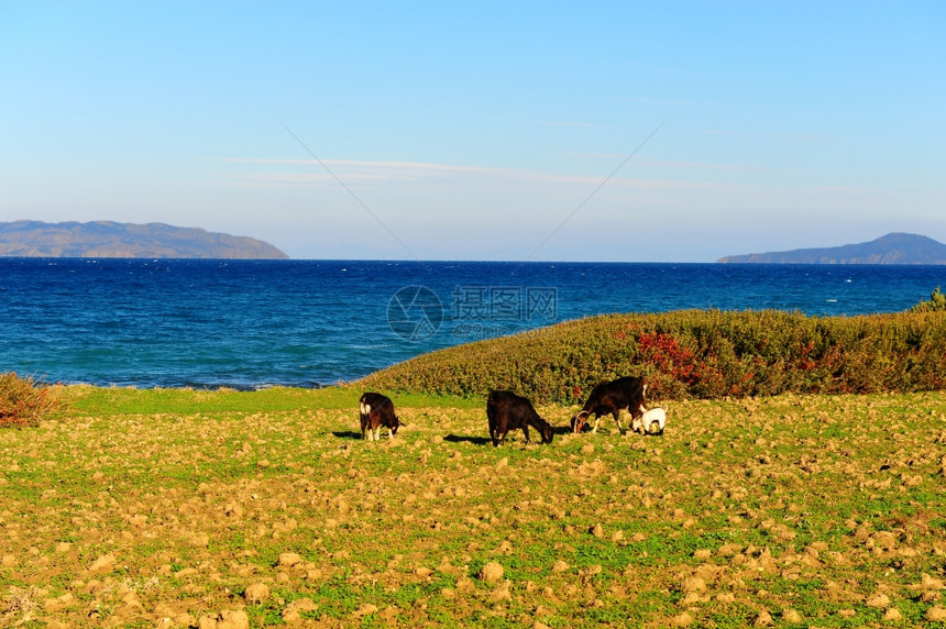罗得斯岛海岸沿放牧的山羊群图片