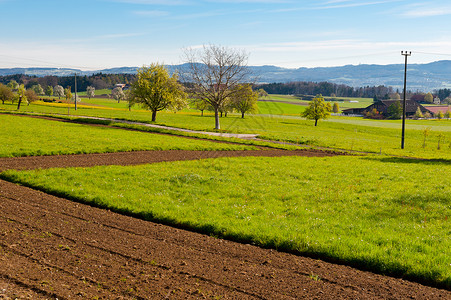瑞士农场环绕着森林和花田高清图片