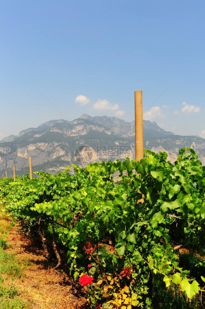 意大利阿尔卑斯山脚上的葡萄园图片