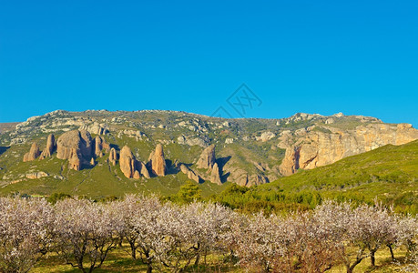 西班牙比利牛斯山脉岩石背景上花生杏园图片