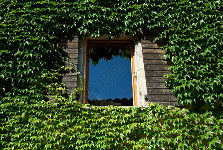 由野生藤装饰的木屋窗面上户法国Saou市图片