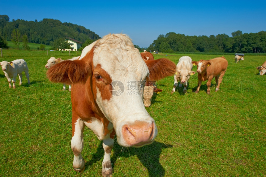 德国巴伐利亚南部牧草上好奇牛群放牧图片