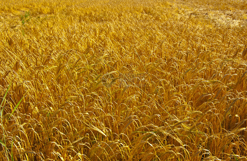 德国巴伐利亚小麦田图片