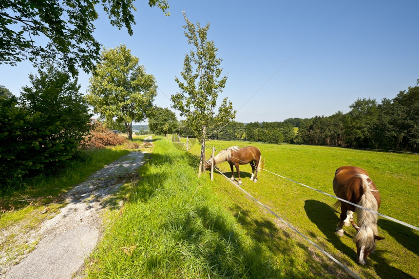 在德国巴伐利亚南部的草地上放牧马匹图片