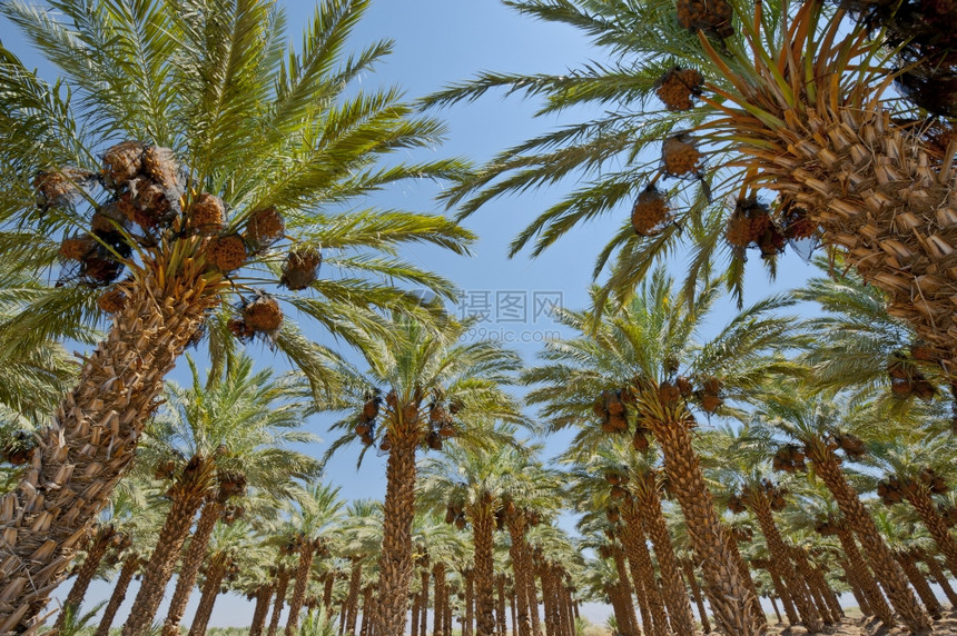 以色列约旦河谷椰棕榈种植园图片