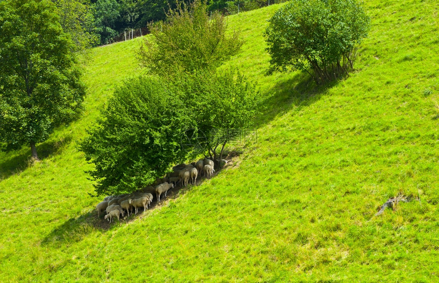 巴伐利亚阿尔卑斯山草原的牧羊图片