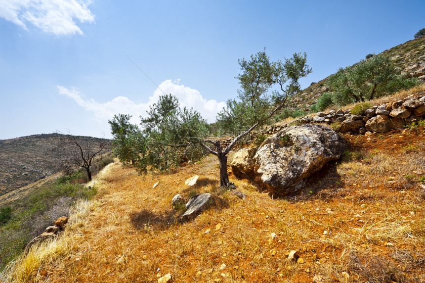 OliveGrove位于以色列撒马利亚山脉的坡地上Olive图片