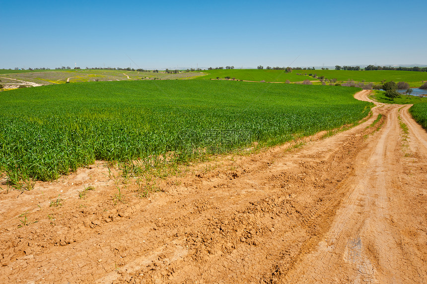 以色列之春绿田间通往湖的泥土路图片