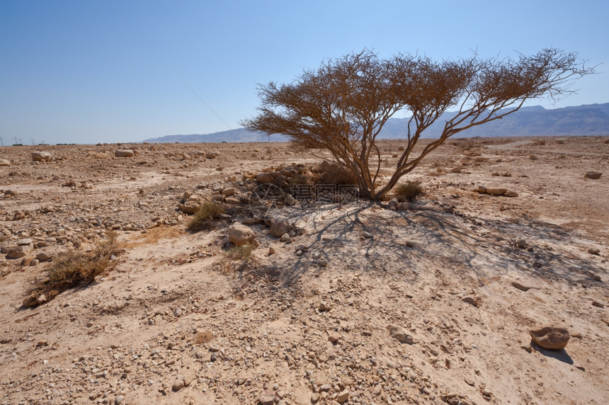 以色列Samaria沙丘的干枯树和大石头图片