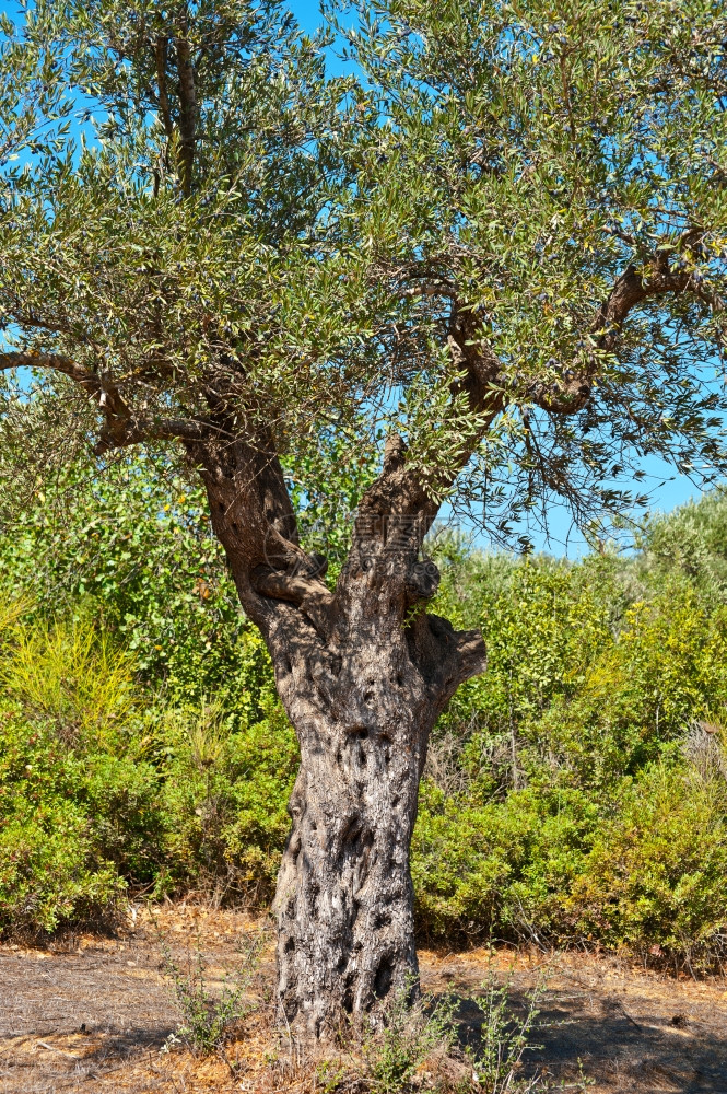 耶路撒冷十字河谷的OliveGrove图片