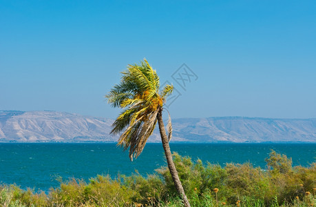 加利海岸的棕榈图片