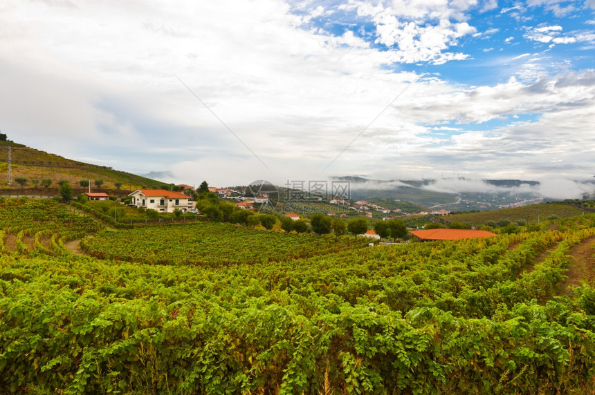 葡萄牙山上广阔的葡萄园图片