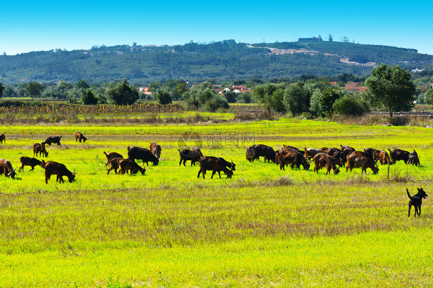 葡萄牙绿草牧羊图片