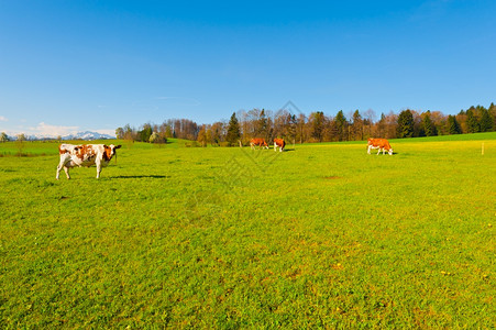 瑞士绿草牧牛图片