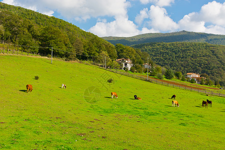 意大利阿尔卑山草地上的牛和马图片