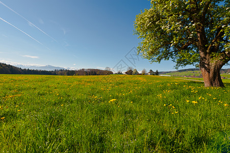 环绕在瑞士SlopingMeadows周围的流花树木背景图片