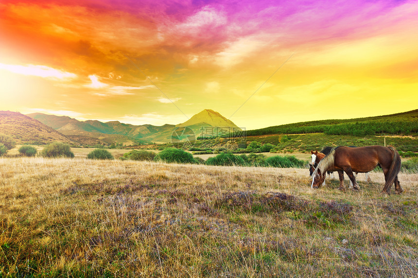 在欧洲山峰草地上放牧的马匹西班牙图片