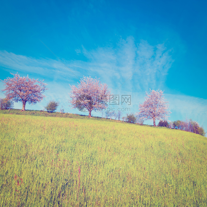 环绕在瑞士斯洛平草地周围的鲜花树木Instagram效应图片