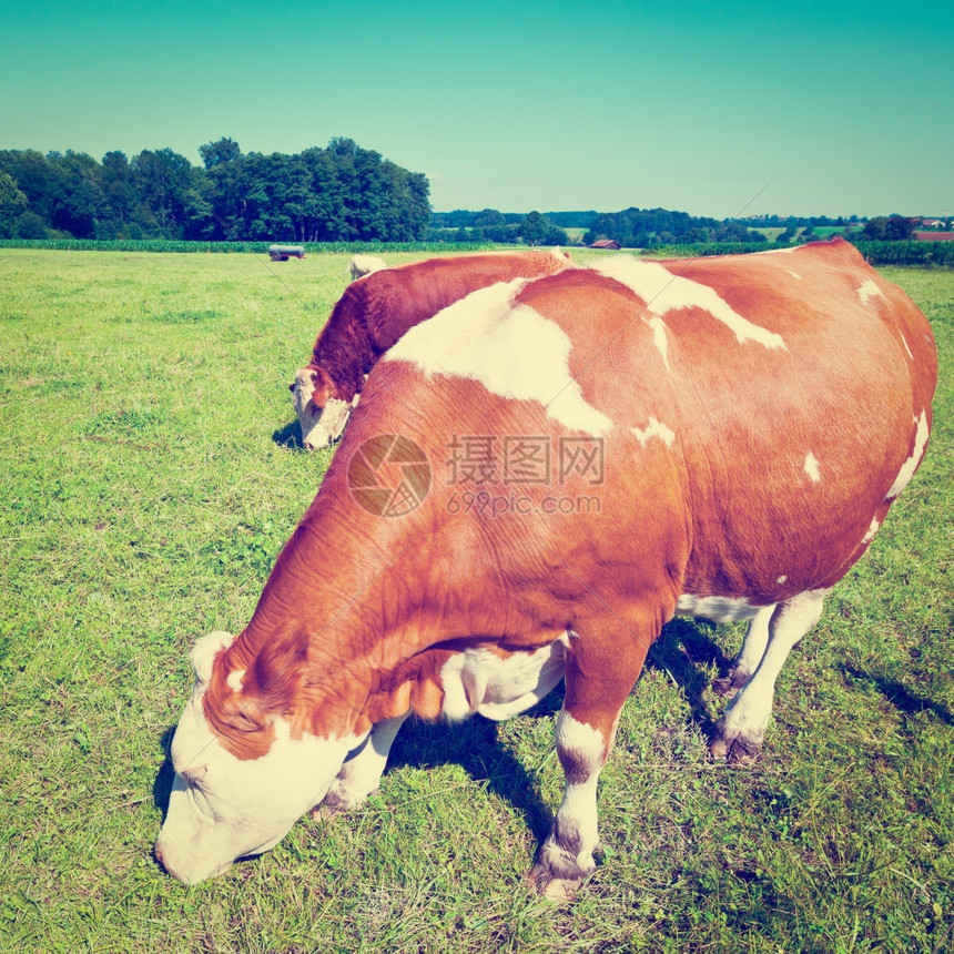 巴伐利亚南部牧草上的牛放Instagram效应图片