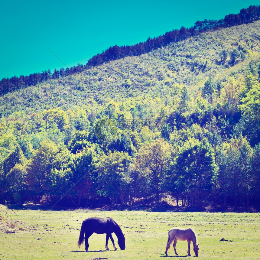 在法国阿尔卑斯山草地上放牧的马匹回溯效应图片