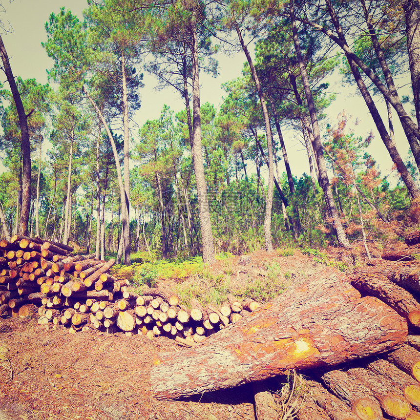 葡萄牙森林的伐木回溯效应图片