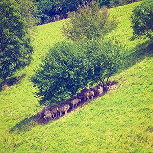 巴伐利亚阿尔卑斯山草地的牧羊回溯效应图片