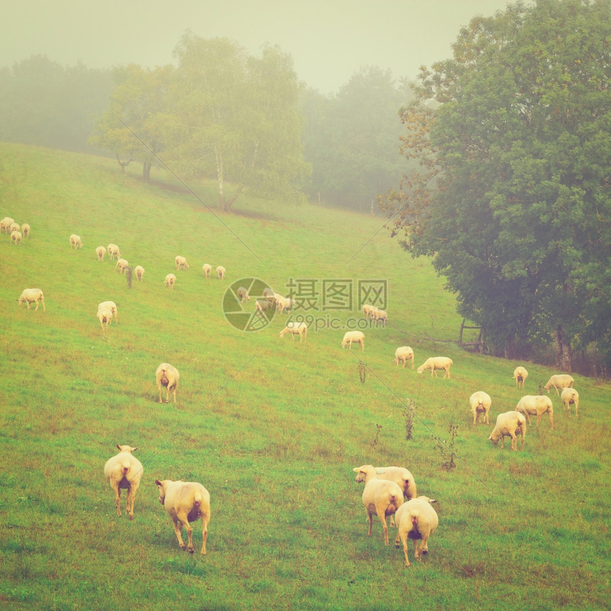 法国阿尔卑斯山草地上的牧羊场Instagram效应图片