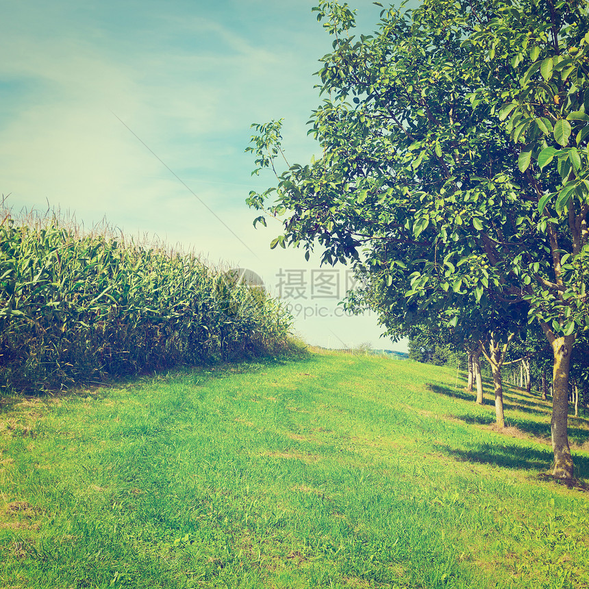 法国玉米和胡桃树种植Instagram效应图片
