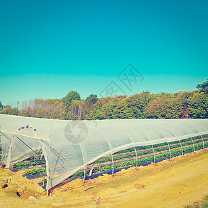 法国温室里的草莓床Instagram效应图片
