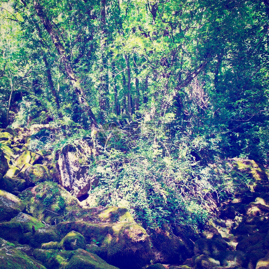 法国Florac镇附近的森林流Instagram效应图片