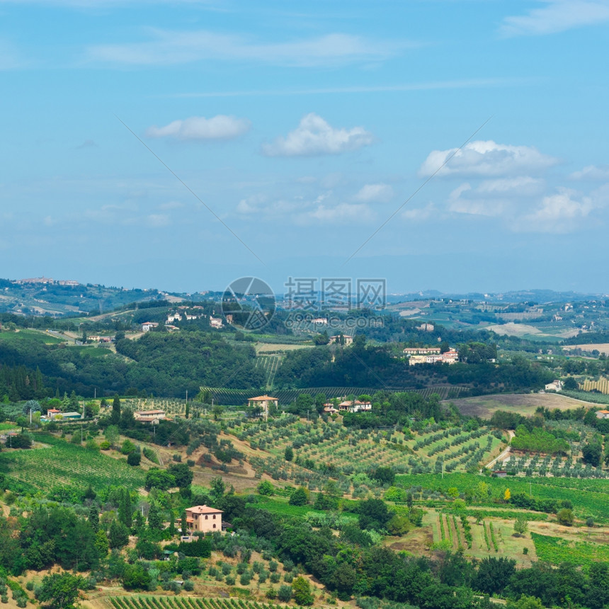 Toscan与藤园和橄榄树林的景观图片