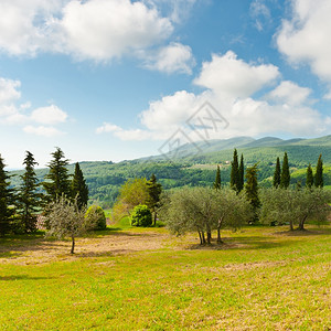 意大利亚麻尼斯隆上的农场和橄榄树图片