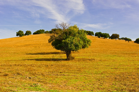 秋天西班牙SlopingHill上的橄榄树图片