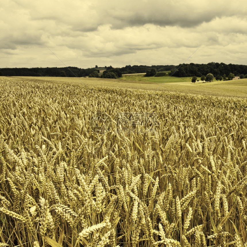 德国巴伐利亚的小麦和玉米田Retro图像过滤样式图片