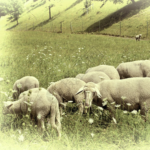 巴伐利亚阿尔卑斯山草地的牧羊Retro图像过滤样式图片