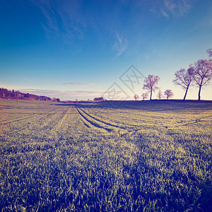 上午瑞士农庄附近的绿色草地Instagram效应图片
