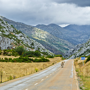 在西班牙坎塔布里安山沿路行牛Instagram效应图片