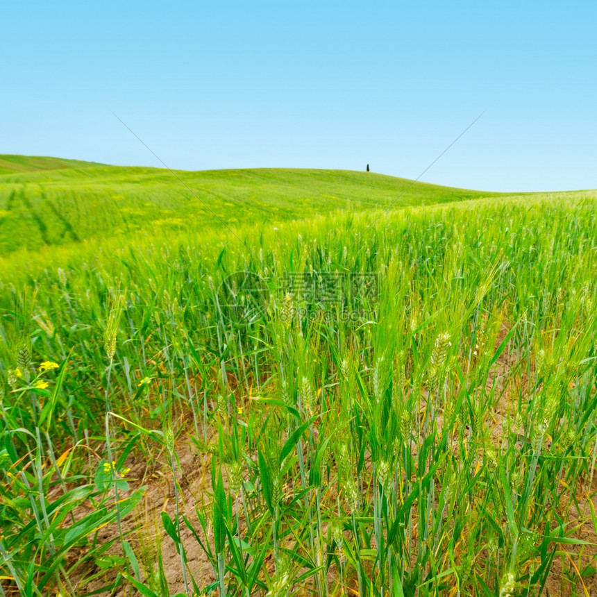 托斯卡纳绿坡丘上的小麦田图片