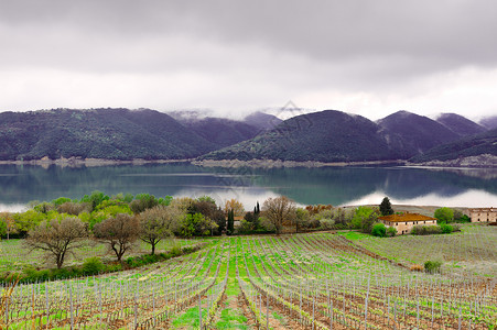 意大利Corbara湖海岸的葡萄园高清图片