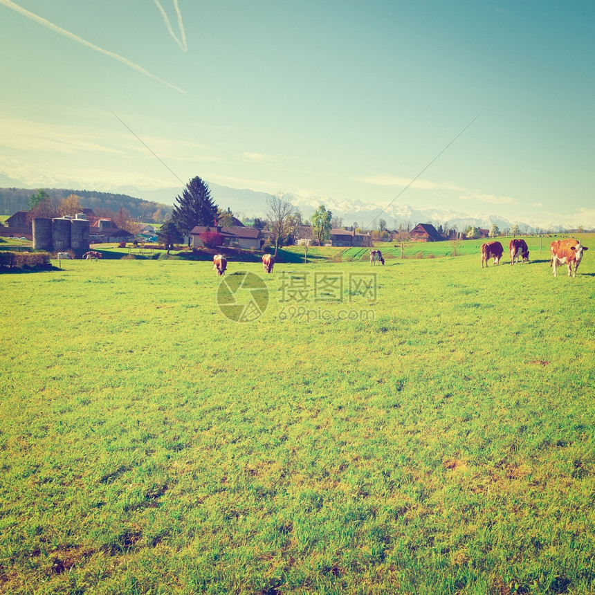 瑞士在雪峰阿尔卑斯山背景Instagram效应方面放牧牛绿草图片
