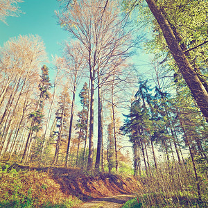森林中的泥土路瑞士阿尔卑斯山Instagram效应图片