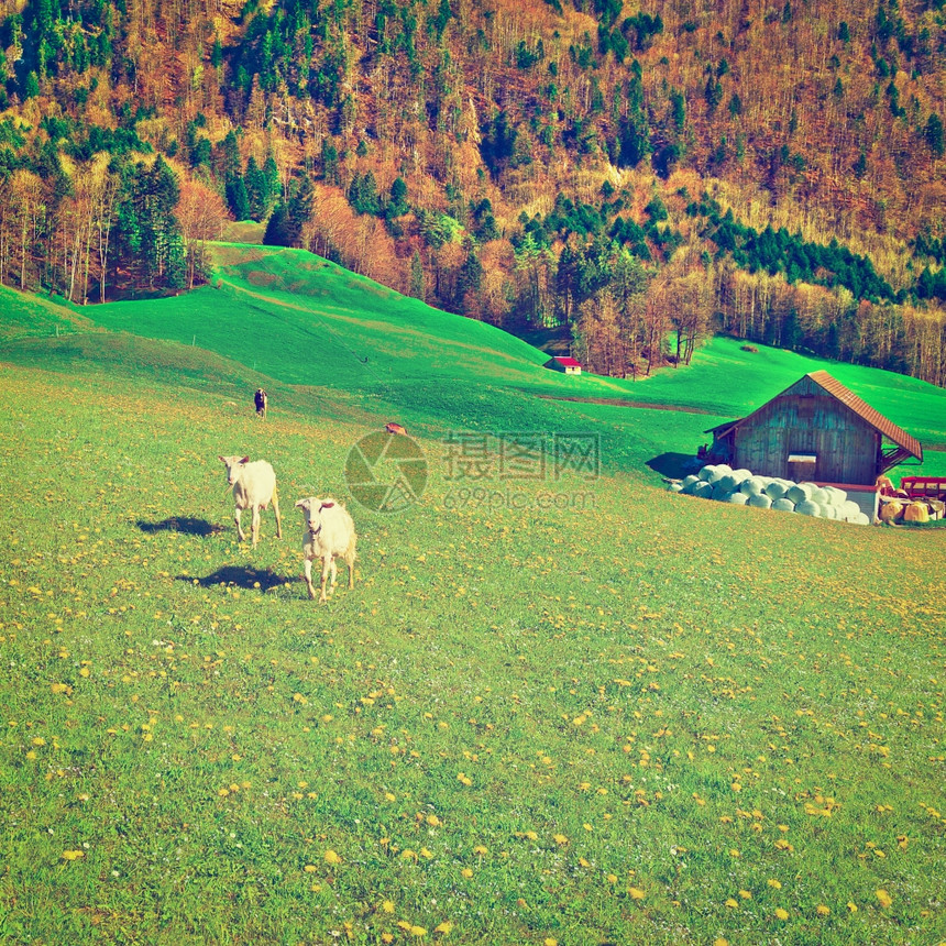 瑞士绿草牧羊Instagram效应图片