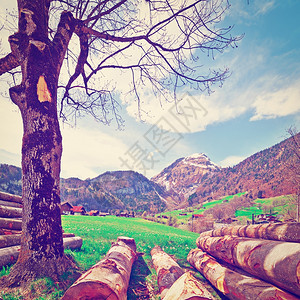 瑞士阿尔卑斯山高地的锯木林下水高地Instagram效应图片