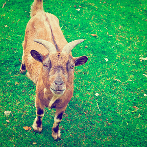 比利时绿牧山羊Instagram效应图片