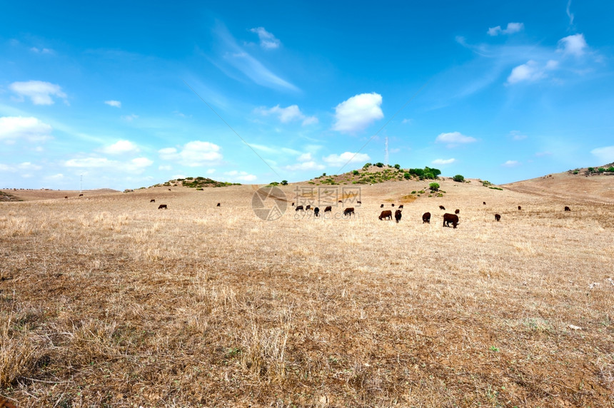 在西班牙干燥的草地上放牧牛群图片