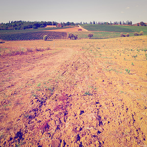 秋天意大利播种田在葡萄园背景Instagram效应的秋天图片